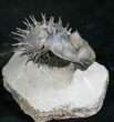 Spiny Enrolled Drotops Armatus Trilobite (Reduced Price!) #8644-4